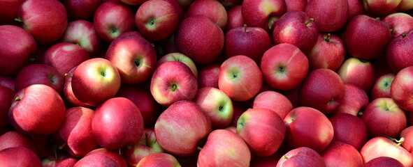 Rote reife geerntete Äpfel als Hintergrund und Textur im Sonnenlicht in einer Obstkiste