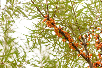 Sea buckthorn and green leaves