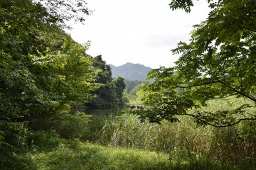 森から見た川とその奥の山