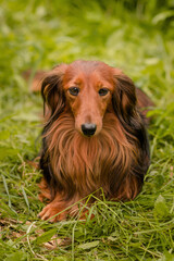 dachshund on grass