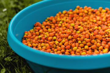 Sea buckthorn and turquoise bowl