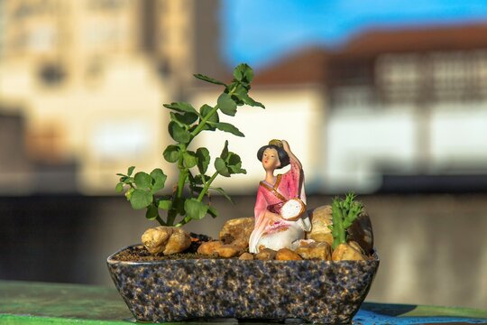 A gueixa do bonsai