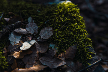 Montseny