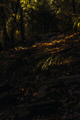 dark Montseny