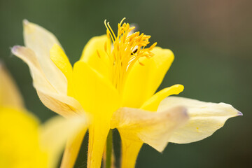 yellow daffodil