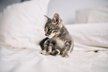 Beautiful and cute furry grey small kitty cat playing on the bed on a sunny day