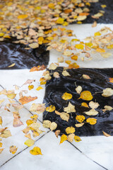 
Fallen yellow leaves floating in swimming pool, fountain. Autumn season
