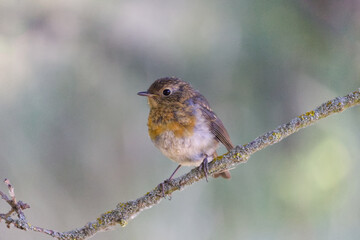 Fototapeta premium Petirrojo joven posado en una roma con fondo desenfocado