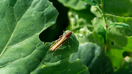 grasshopper on leaf