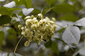 Fruits of a common hoptree, Ptelea trifoliata