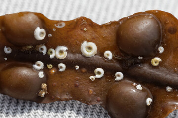 The tube worm Spirorbis spirorbis on a brown seaweed leaf.