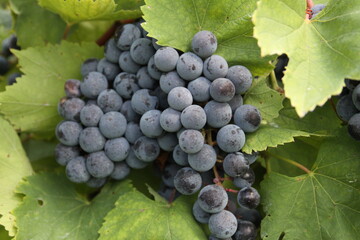Red Wine Grapes of Augusta, Missouri, USA 2020 XXIII