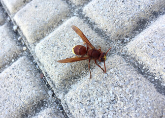 Yellow poison hornet on a concrete slab in the city. Macrophotography