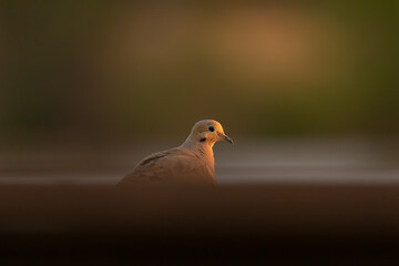 Morning dove in the evening