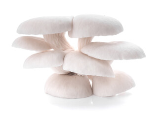 mushrooms isolated on white background