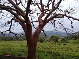 Camino a Punta Roca Partida, Veracruz, México