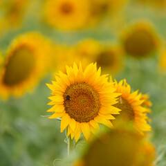 sunflower in the field