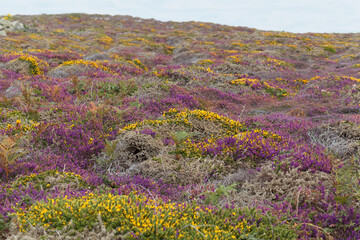 Heath landscape at the island of Ouessant in Brittany, France.