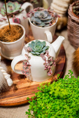 Various small indoor plants in decorative pots