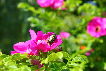 Fototapeta premium bee on a flower
