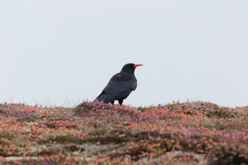 A red-billed chough, Pyrrhocorax pyrrhocorax, on Ouessant in France