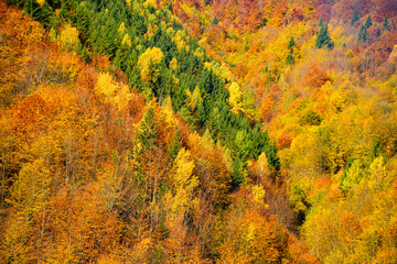 Landscape of mountains during autumn time. Beautiful orange and red forest, many trees on the orange hills. Autumnal Trees and Leaves texture, background.