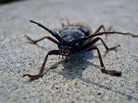 Close up of a Beetle