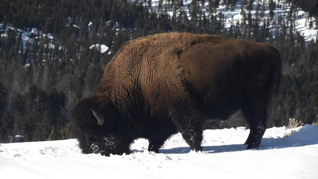 side view of grazing bison facing left during winter at yellowstone national park in wyoming, usa