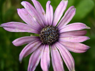 Fototapeta premium Pink Daisy