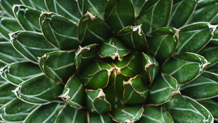 Close Up of A Plant