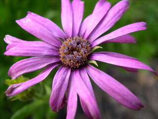 Fototapeta premium Pink Daisy