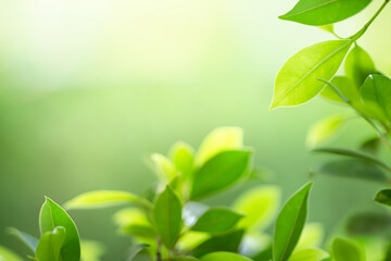 Fototapeta na wymiar Fresh green leaves in sunlight for nature background.