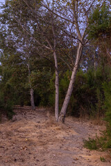 Hiking trail leads past fallen leaves and under the branches of the trees in Southern California forrest.