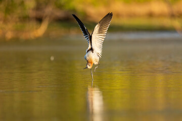 American avocet stretching wings