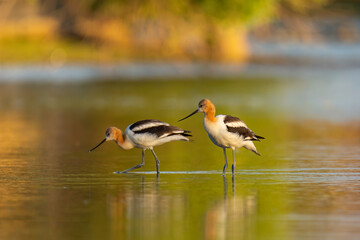 two adult American avocets