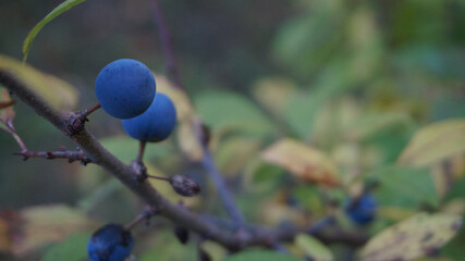 Спелая дикая груша, ветка дерева с темно-синими плодами. Осенний урожай.