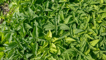 Turgoyak Village in the South Urals