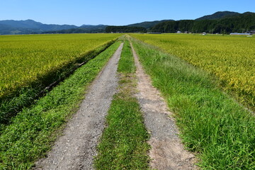 農業用道路