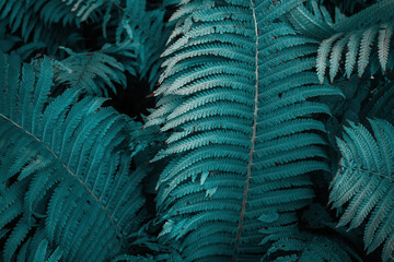 Glowing blue foliage of the fern. Creative image. Textured leaves