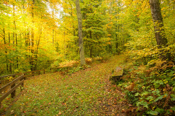 sun shining through on forest in September. Autumn colors in the woods. Wooden bench 