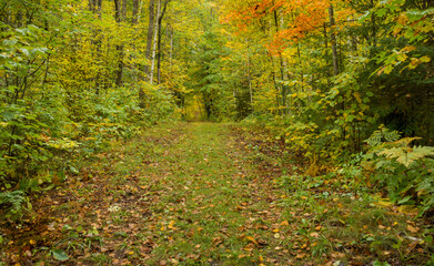 Fototapeta premium autumn Deep in the woods 