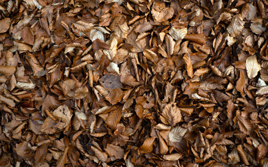 Yellow, orange autumn leaves in fall park.
