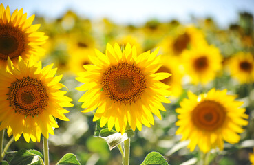Obraz premium girasoles en el campo