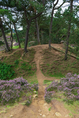 Fototapeta premium path in the woods