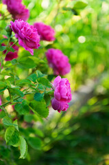 Bush of pink wild rose flowers in the garden