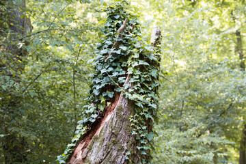 Old tree bark texture in the forest background