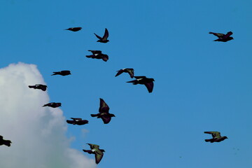 Spłoszone ptaki na tle błękitnego nieba © Kamil Cukrowski