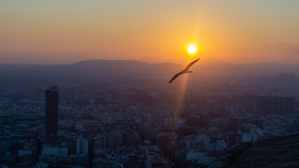 Gaviota sobre la luz del sol