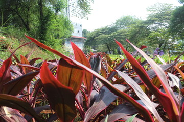 Red cordyline fruticosa in the garden