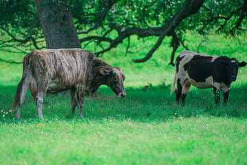Dairy cow grazing in a field. Dairy cows on the countryside.
